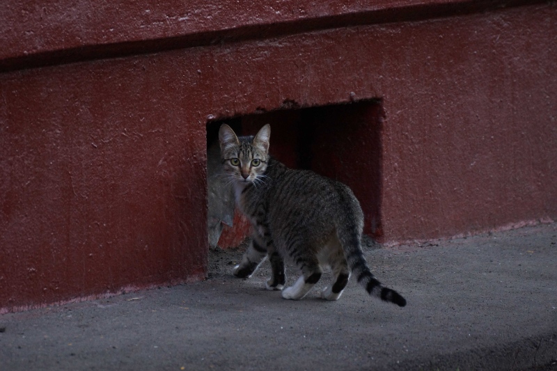 abanonded cat