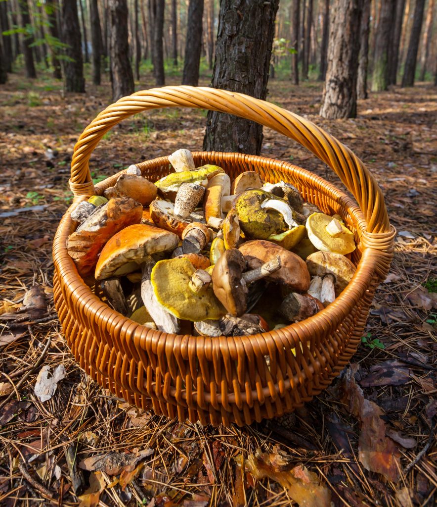 Mushroom